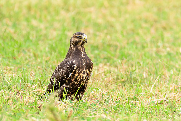 Swainson's Hawk