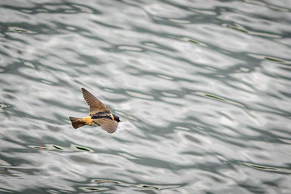 Adult Cliff Swallows