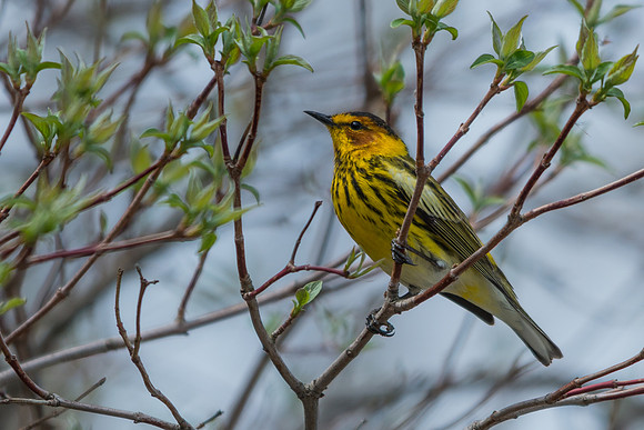Cape May Warbler