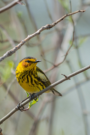 Cape May Warbler