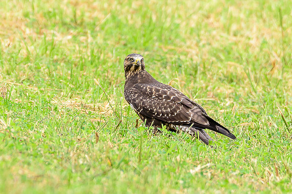 Swainson's Hawk