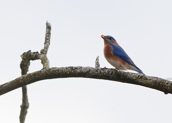 Blue Bird; Ohio