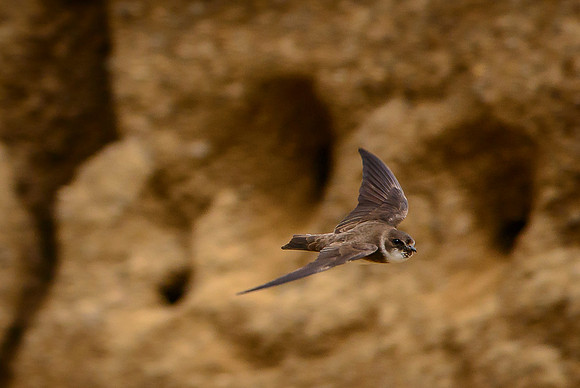 Bank Swallow