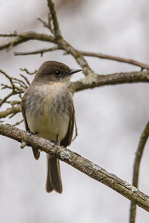 Eastern Pheobe