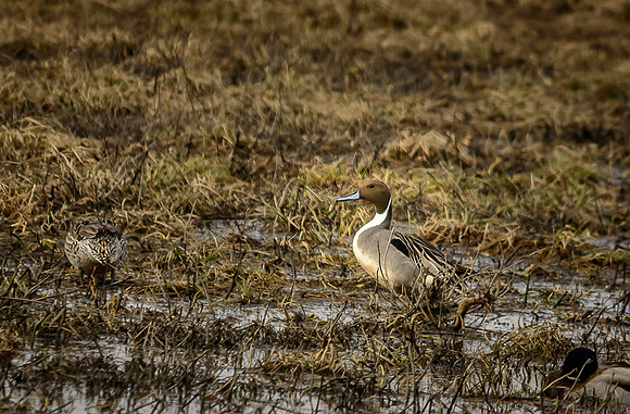 Northern Pintail; Big Island Wildlife Area, Marion Ohio