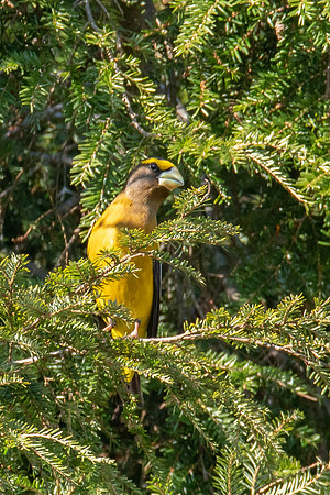 Evening Grosbeak