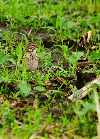 Vesper Sparrow; Shelby County Ohio