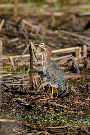 Green Heron