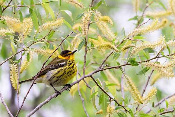 Cape May Warbler
