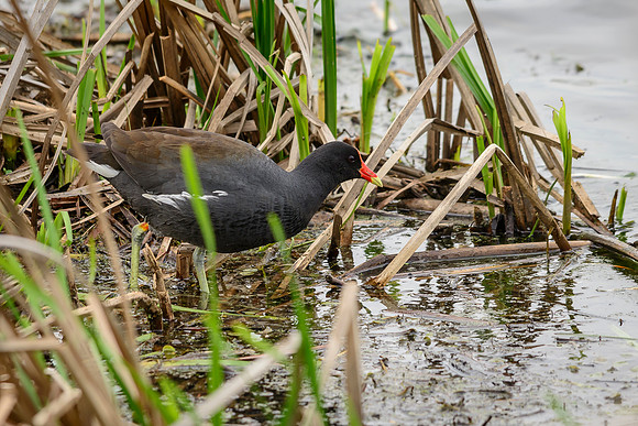 Common Moorhen, Metzger Marsh, Curtice, Ohio
