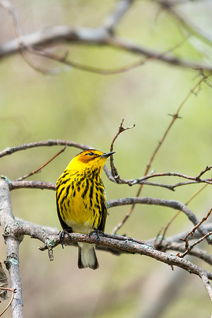 Cape May Warbler