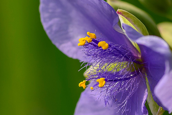 Spiderwort