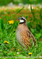 Northern Bobwhite