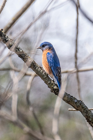 Eastern Bluebird