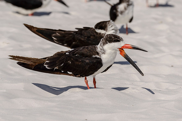Black Skimmer