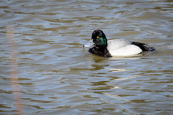 Lesser Scaup