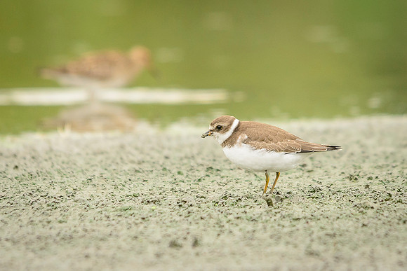 Semipalmated Plover