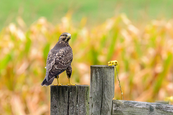 Swainson's Hawk