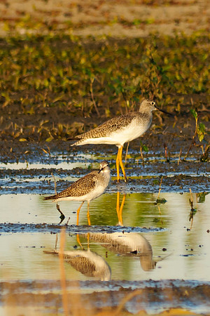 Lesser Yellowlegs