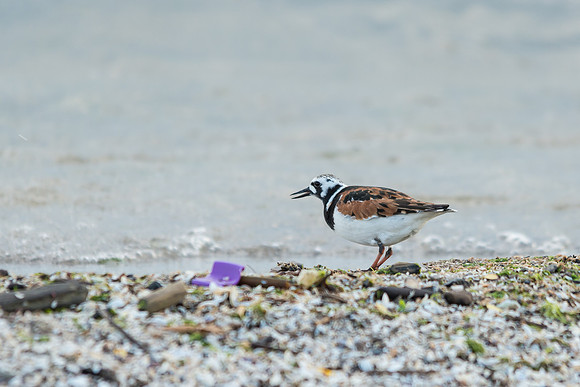 Ruddy Turnstone