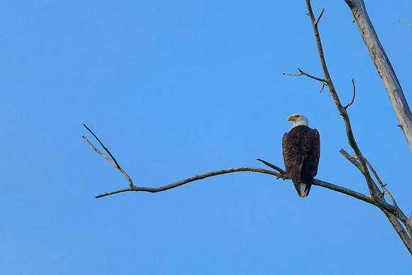 Bald Eagle