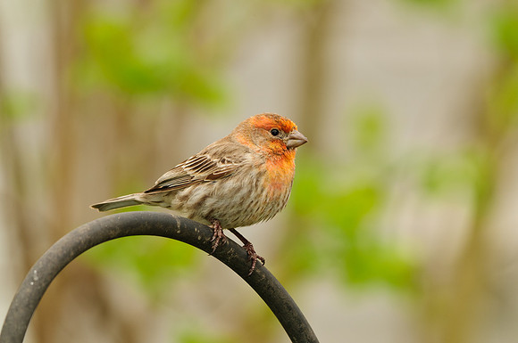 Male House Finch (Yellow Variant); Larue OH House Finch