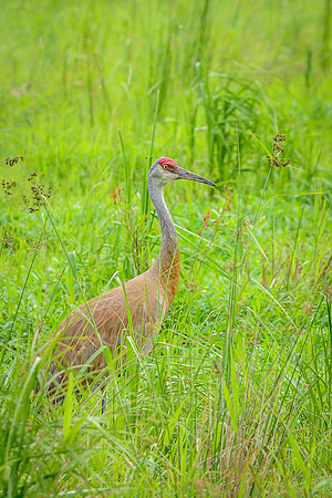 Male Sandhill Crane