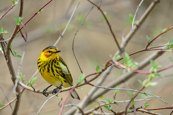 Cape May Warbler