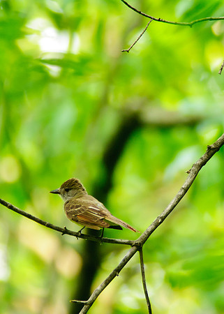 Great Creasted Flycatcher; Big Island Wildlife Area
