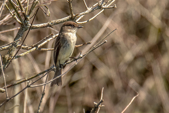 Eastern Pheobe