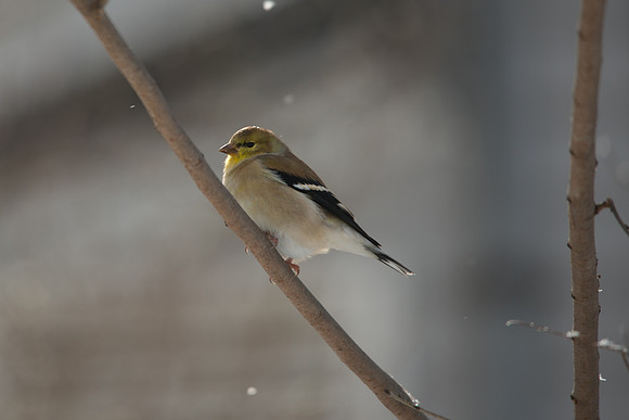 Goldfinch