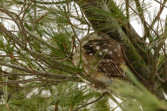 Northern Saw-whet Owl