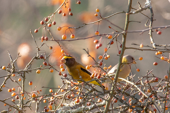 Evening Grosbeak