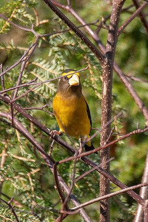 Evening Grosbeak