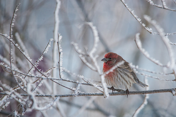 House Finch