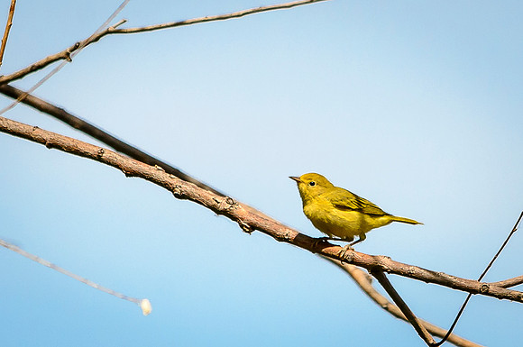 Female Yellow Warbler