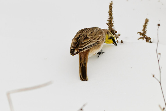 Horned Lark