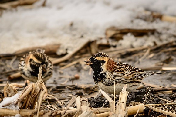 Lapland Longspur