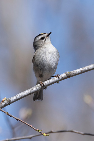 Gold-crowned Kinglet