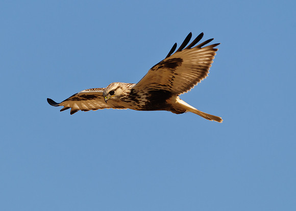 Rough-legged Hawk