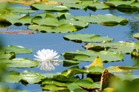 Lillies