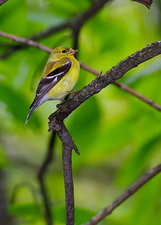 Goldfinch