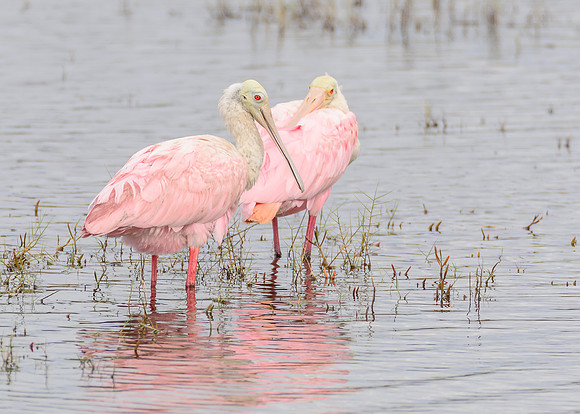 Roseate Spoonbill