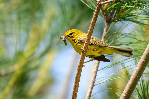 Prairie Warbler