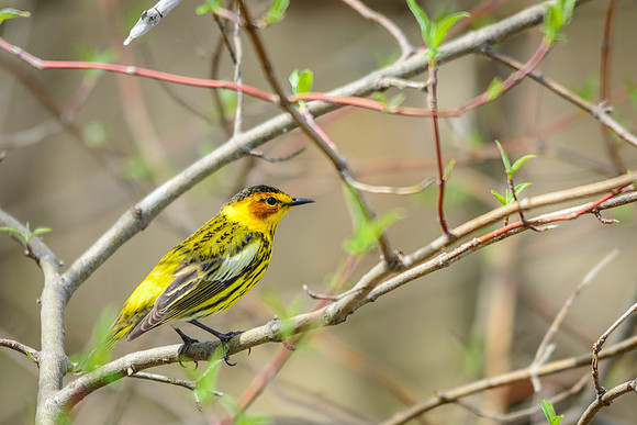 Cape May Warbler