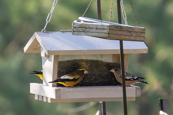 Evening Grosbeak
