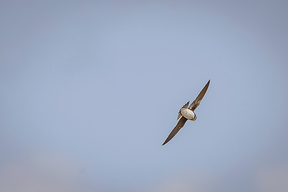 Bank Swallow