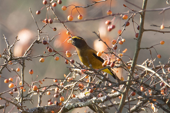 Evening Grosbeak