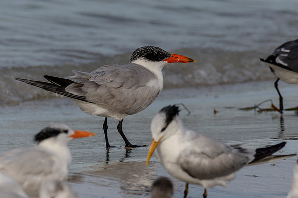 Caspian Tern