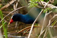 Purple Galanule